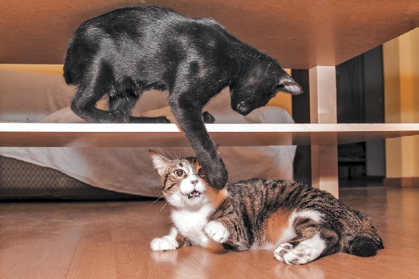 One cat hitting another, cat fight or aggression.