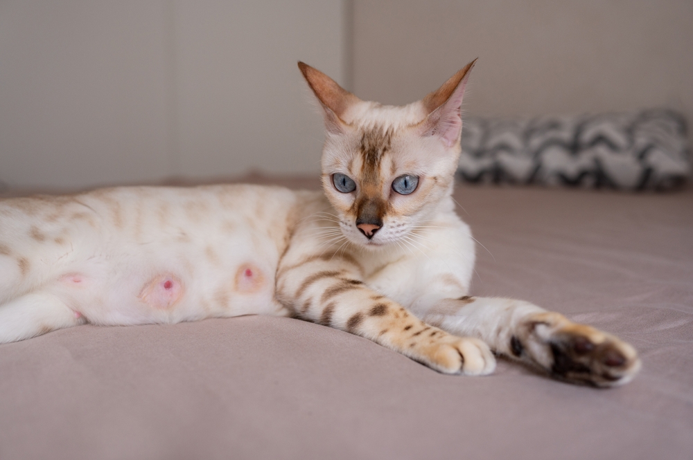 nursing cat snow Bengal lying on the bed alone