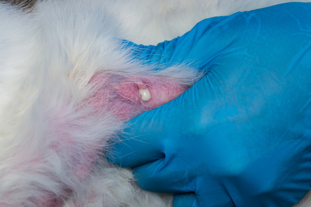 veterinarian massages the mammary gland of a cat with mastitis