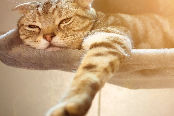summer cat dangers