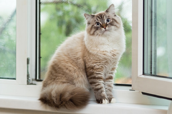 A cat looking surprised or confused by a window.