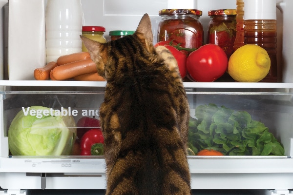 A cat looking through a fridge at fruits and veggies.
