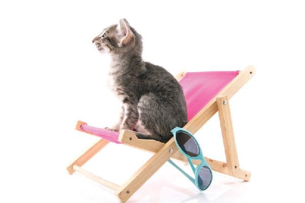A cat on a summery beach chair.