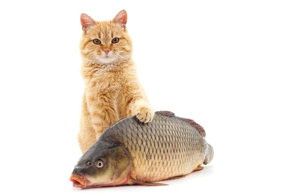 A ginger tabby cat with a fish. 