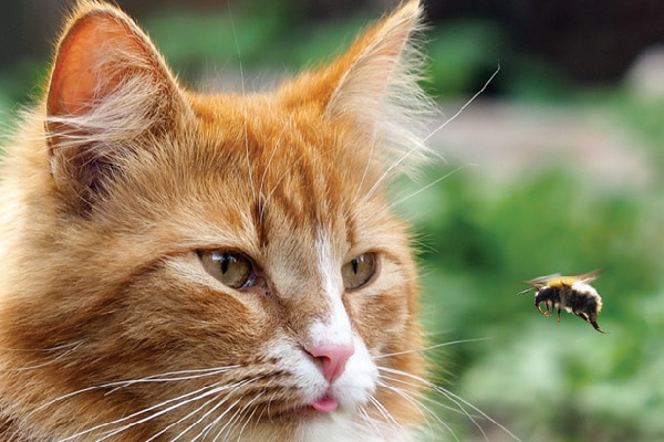 summer cat dangers