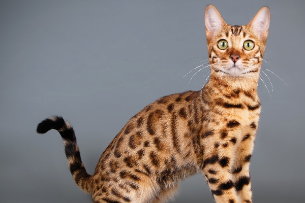 The Bengal: What to Know About This 