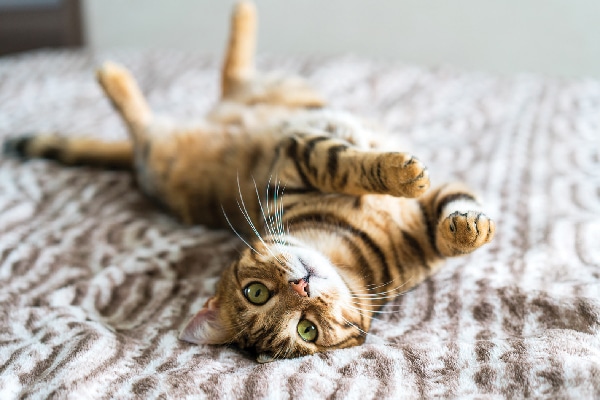 Bengal upside down, showing off belly.