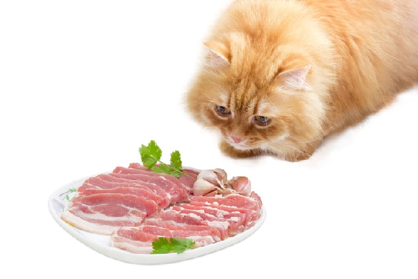Can Cats Eat Bacon? Get the Facts Catster