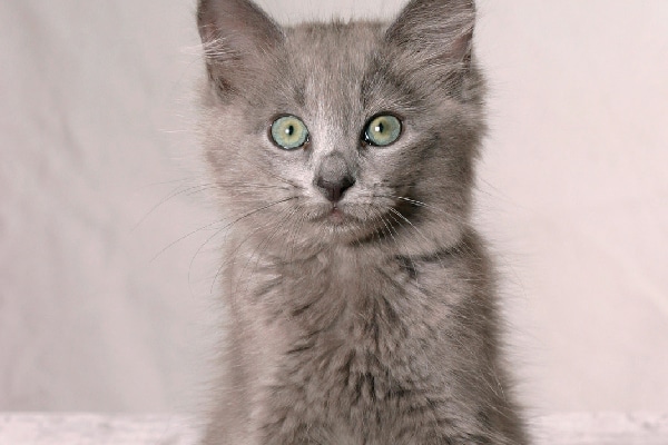 Nebelung close up.
