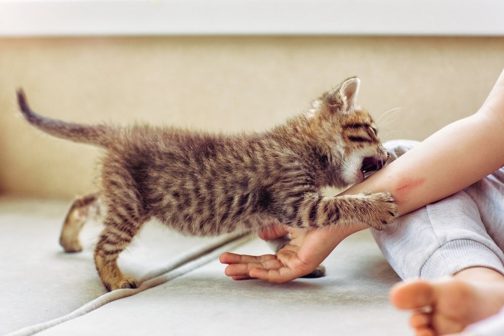 kitten-biting-his-owner