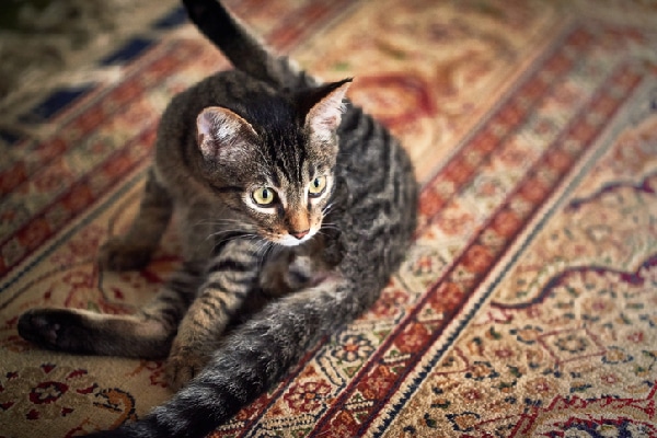 how to stop a cat clawing the carpet