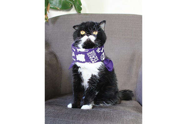 Kyle the Cat raises awareness about domestic violence. Courtesy Jen Rice