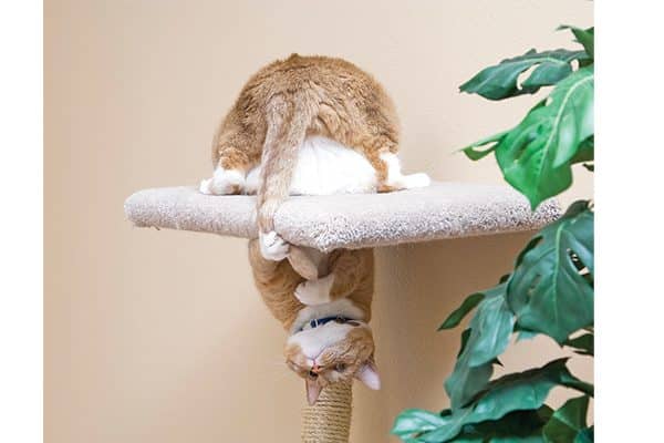 January 2021 Cat Events