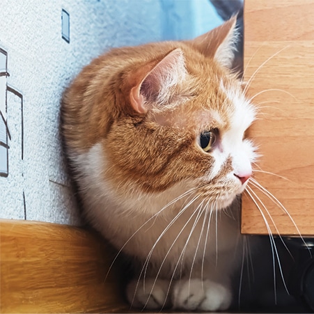 Knowing what signs of fear your cat shows could help determine the causes of such fears. Photography by: ©Basnik | Getty Images