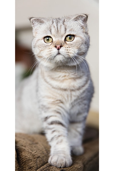 Resolving your cats anxiety can require many different methods. Photography by: ©Erica Danger | ericadanger.com