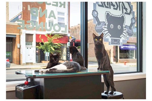 These cats love hanging out by the windows of The Catcade. Photography by: ©Mandy Dempsey Photography