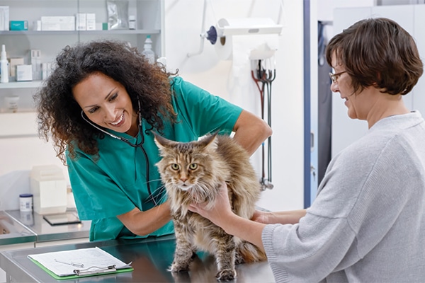 Taking your cat to the vet can help determine whether she has allergies. Photography by: ©simonkr | Getty Images