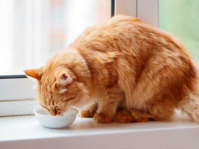 cat is drinking water but not eating