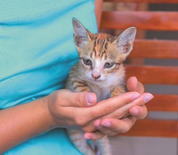 holding a kitten