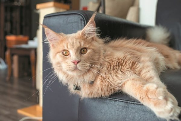 how to switch your cat's food