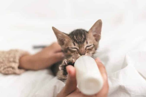 how to switch your cat's food