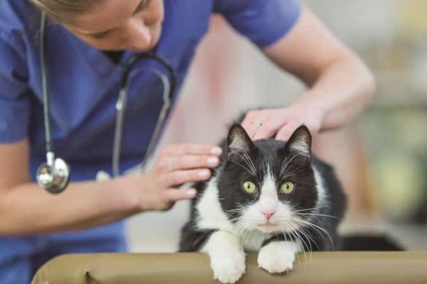 vet examining cat