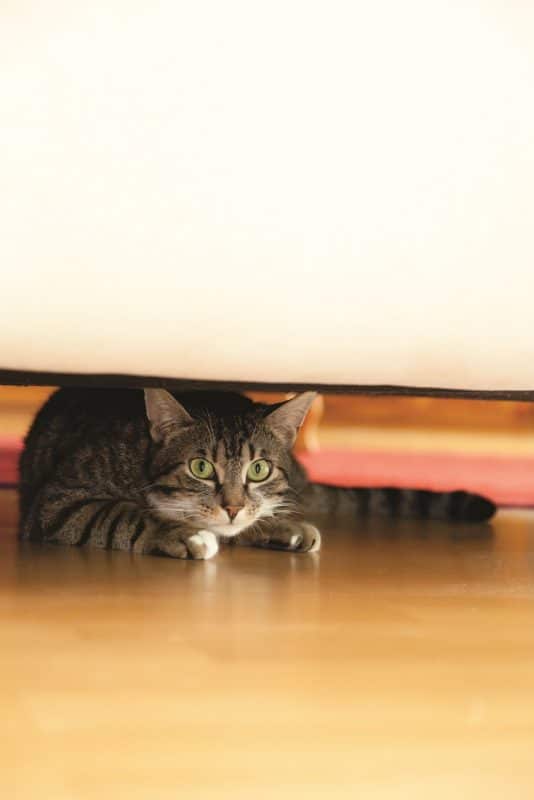 Rescue Cat Behavior Problems