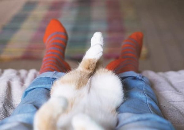 cat in lap