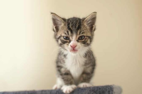 Rescue Cat Behavior Problems