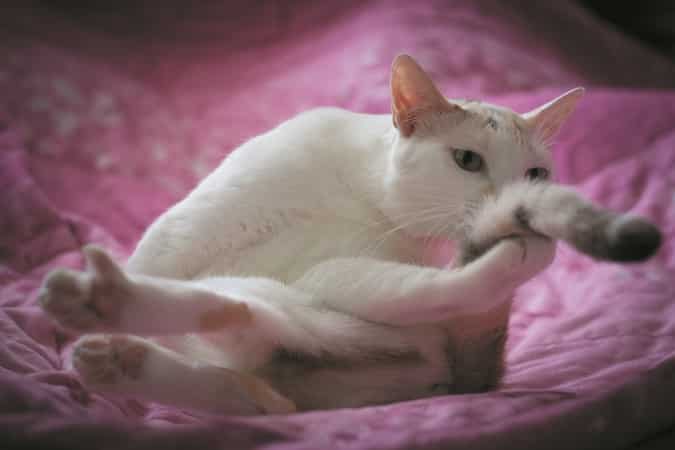 feline hyperesthesia treatment
