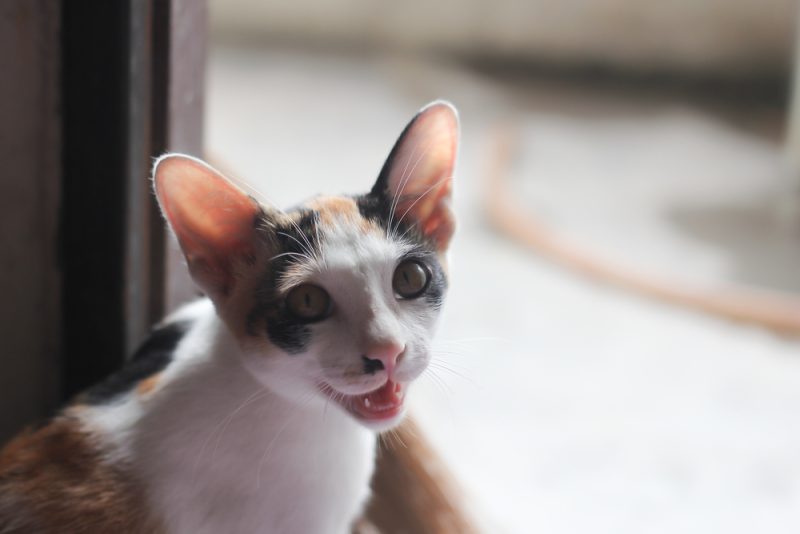 cat-meowing-or-trilling-by-the-door