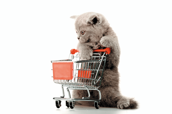 how to help cats, where to donate money to help cats