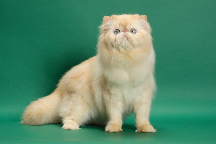 Himalayan Cats