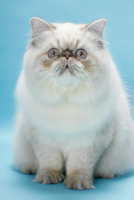 Himalayan Cats