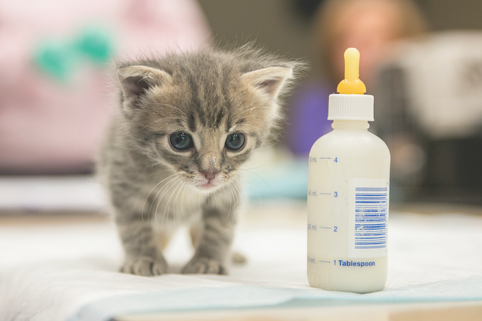 how to help cats, where to donate money to help cats