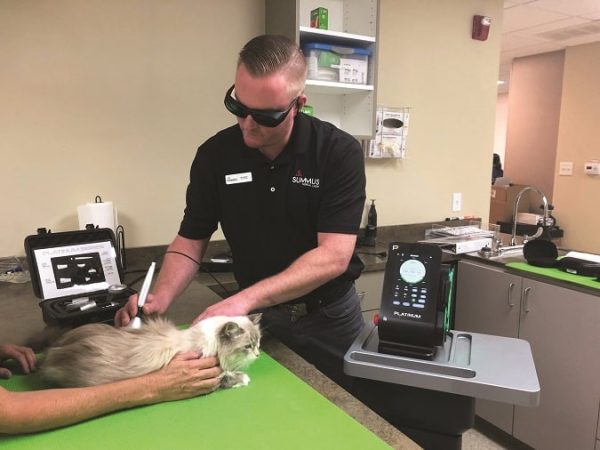 laser therapy for cats