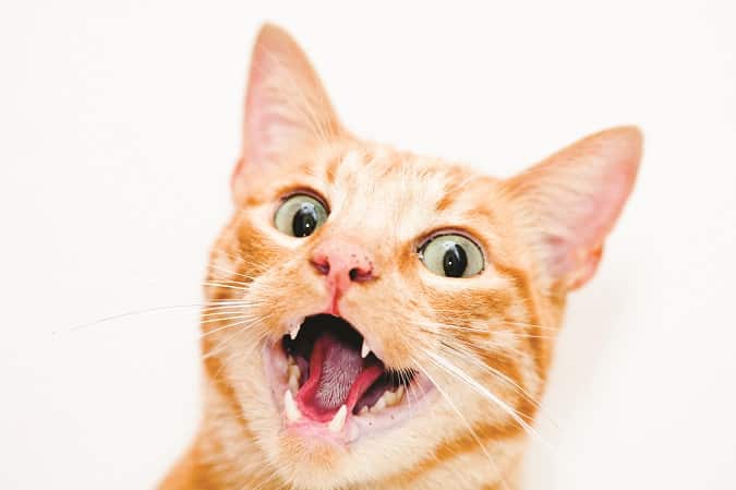 cat tooth care