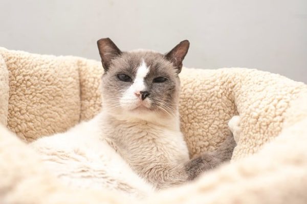 older cat