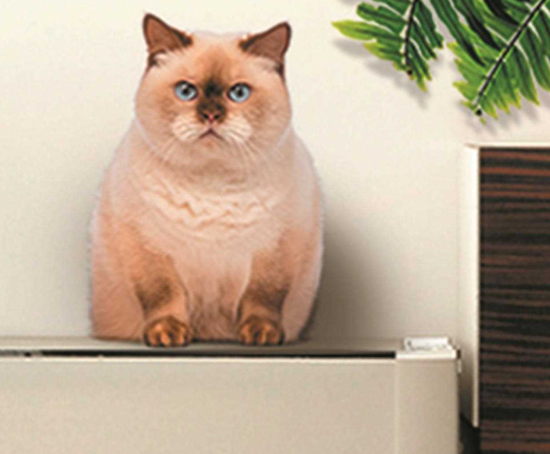 Nationwide for Cats