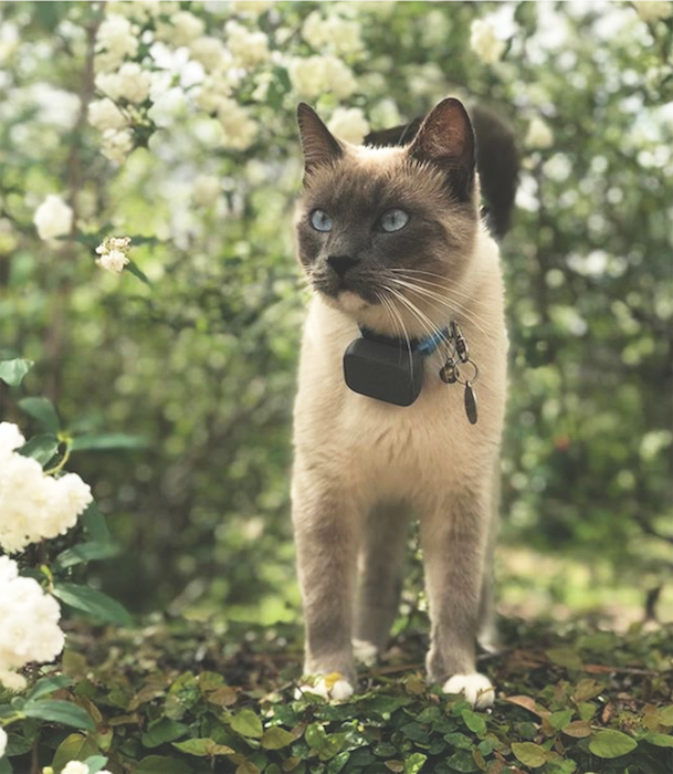 cat tech products