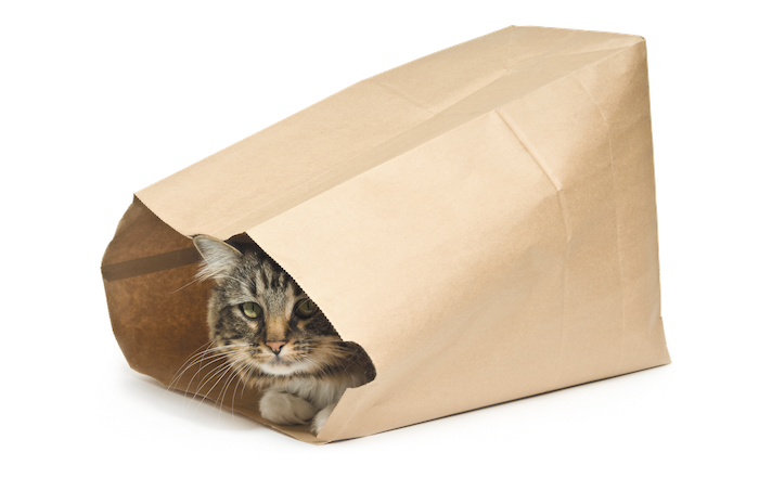 cats ringing in the new year