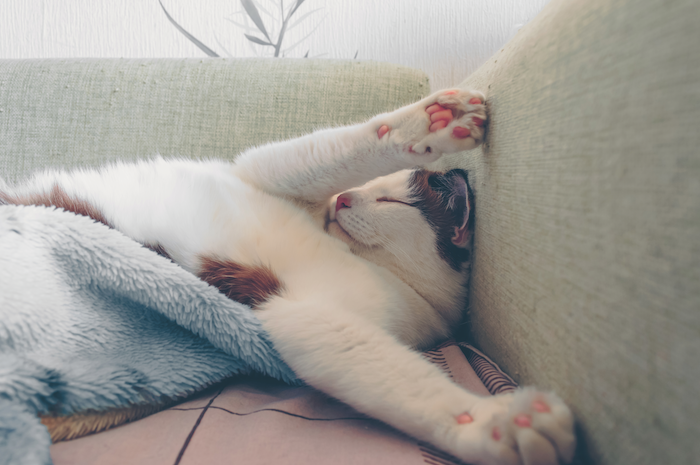 cats ringing in the new year