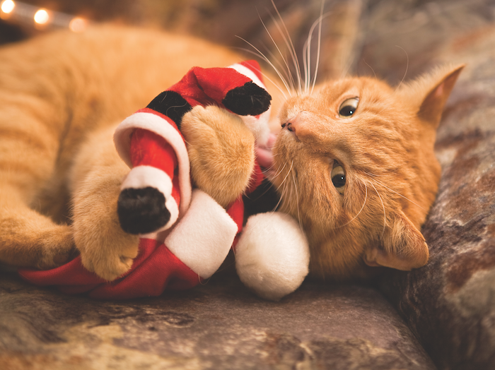 reduce cat holiday stress