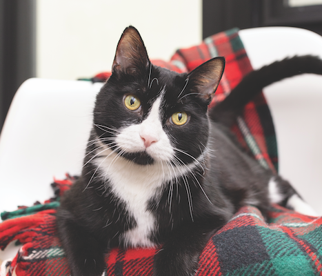 reduce your cat's holiday stress