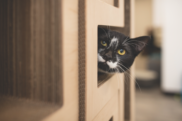 reduce cat holiday stress