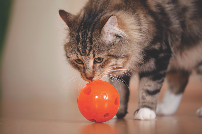 help your cat lose weight