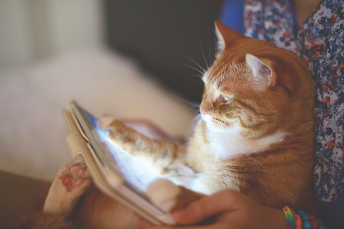 cat tech products