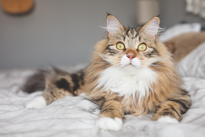 Siberian Catster