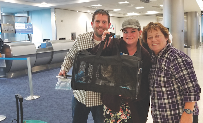 getting a cat through customs