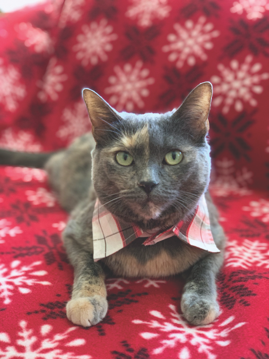 diy cat Collar